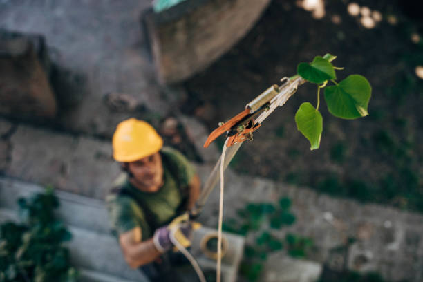 Borden, IN Tree Removal Company